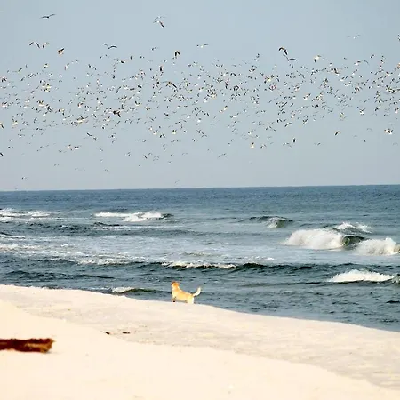 White Pearl 2.09 蒂门多弗施特兰德