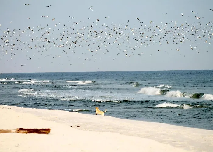 White Pearl 2.09 蒂门多弗施特兰德